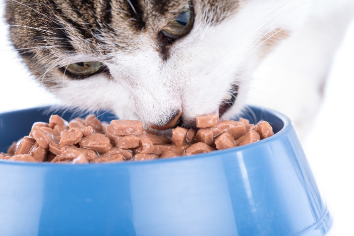Pet Food Pro magazine: functional hydrocolloid blends for wet pet food