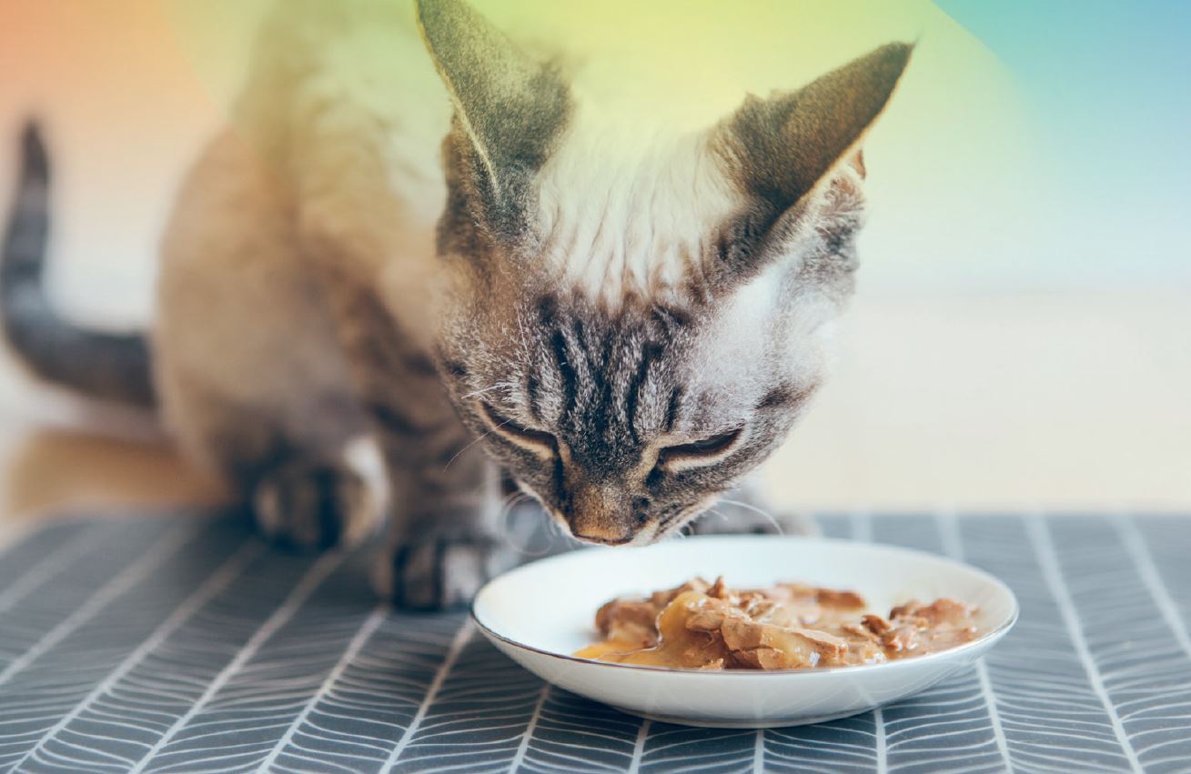 Pet Food PRO - September 2023: Protection of pet food with natural and cost-effective antioxidants solutions
